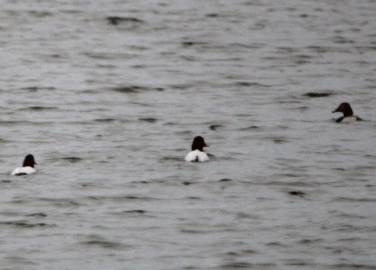 Murgilari bizkarzuria - ML613838403