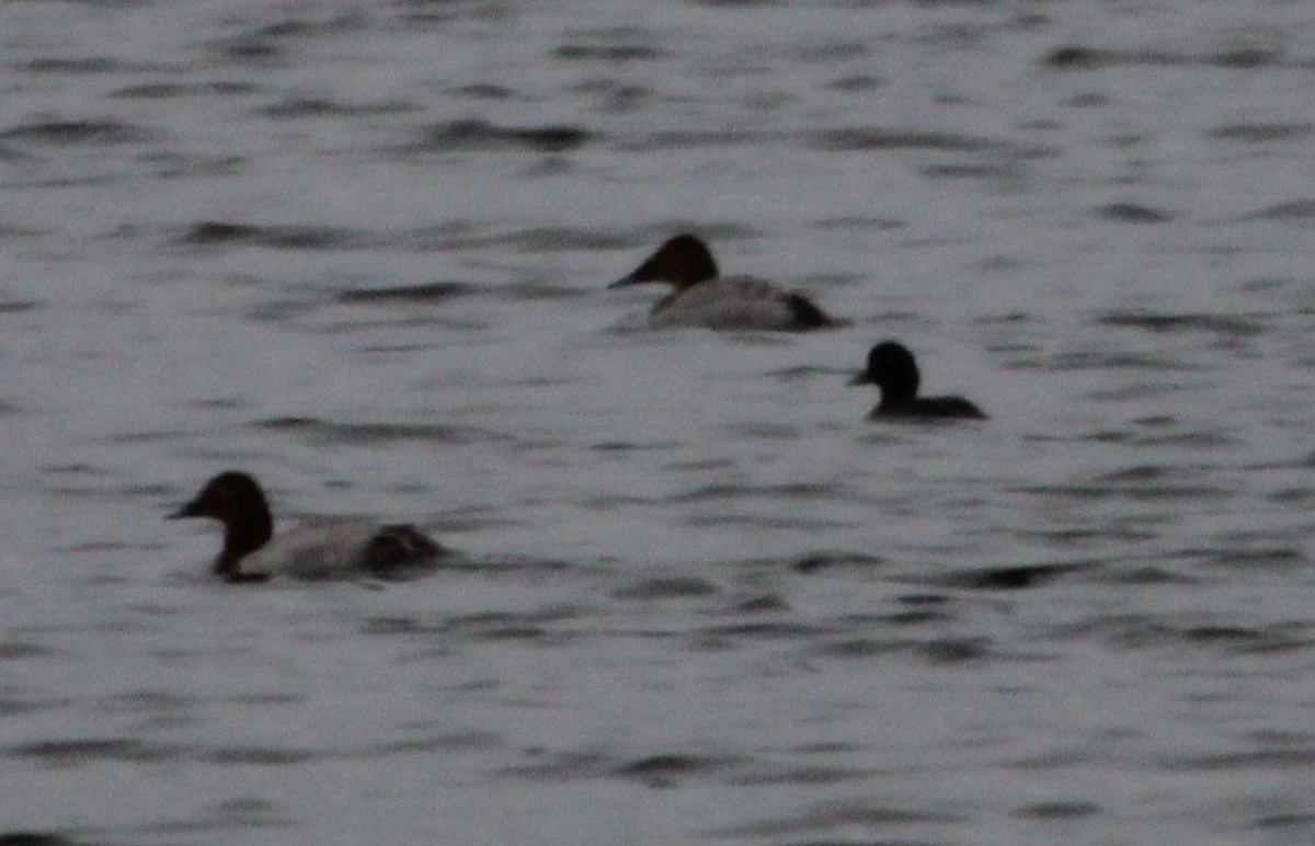 Murgilari bizkarzuria - ML613838404