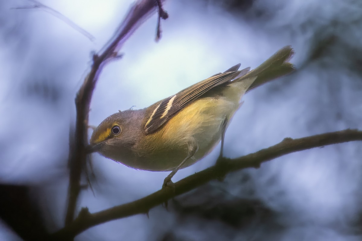 White-eyed Vireo - Steve Schnoll