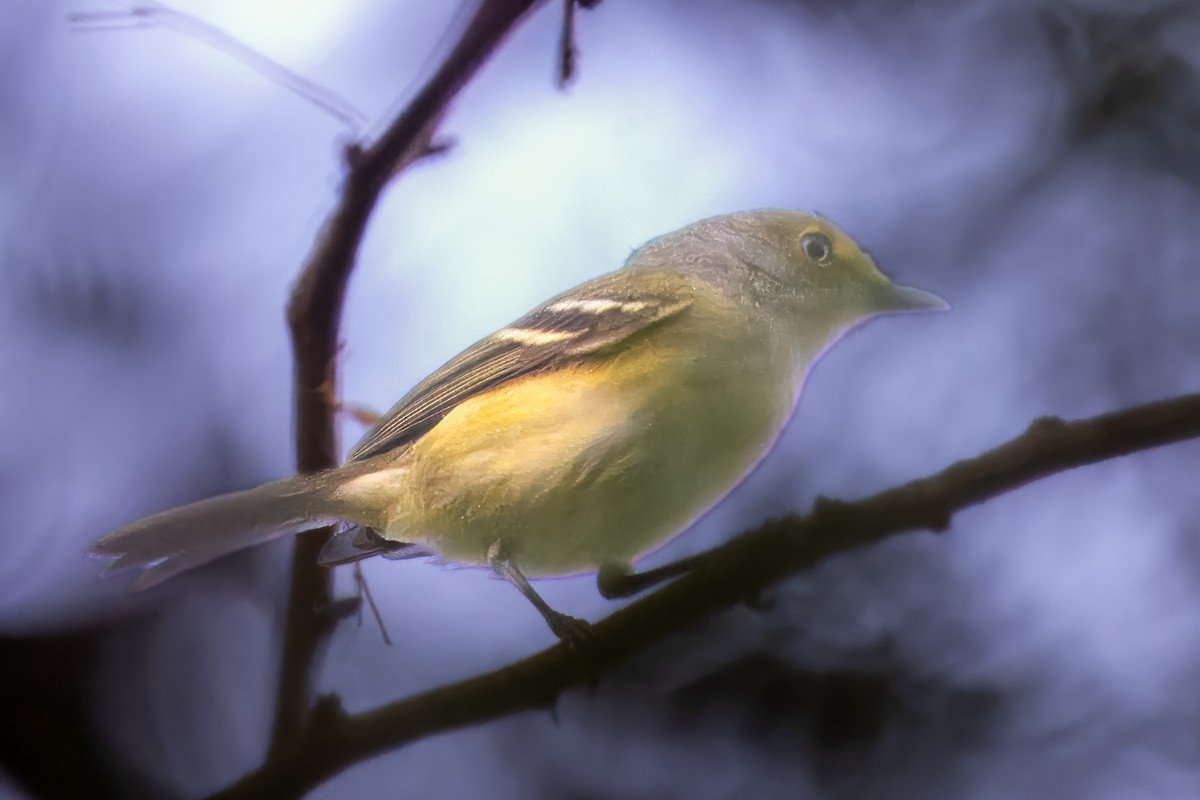 White-eyed Vireo - Steve Schnoll