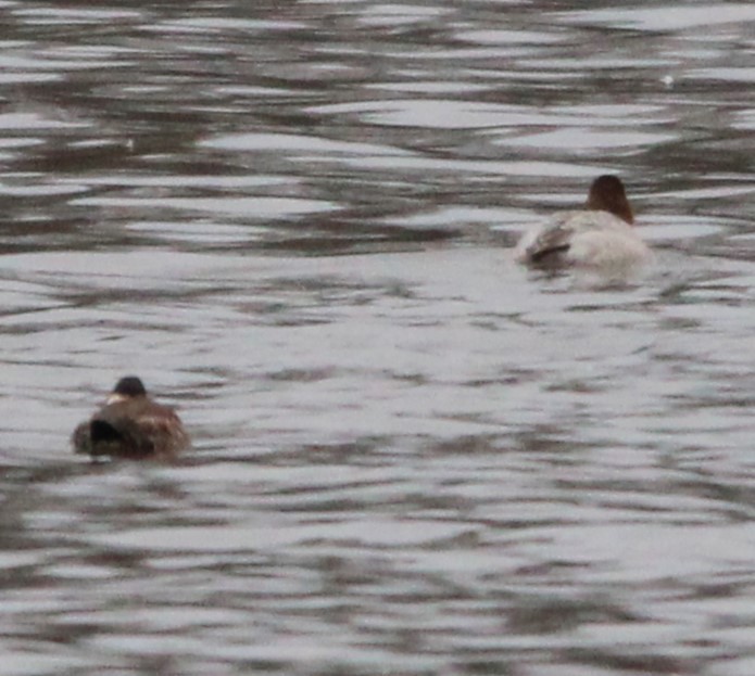 Murgilari burugorria - ML613838424