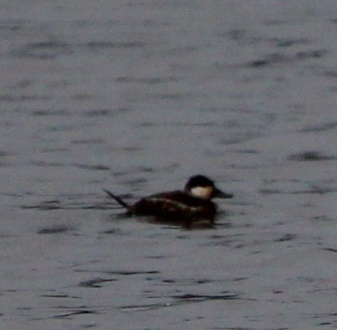 Ahate herdoiltsua - ML613838438