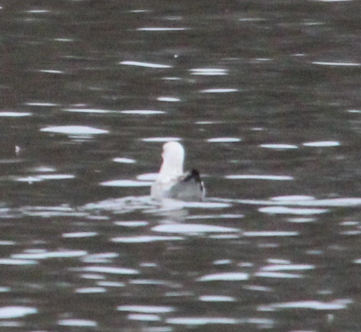 Delawareko kaioa - ML613838448