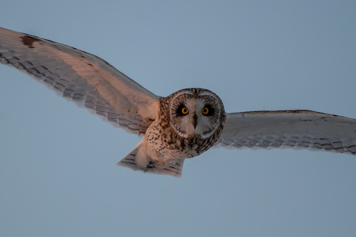 Short-eared Owl - ML613838486