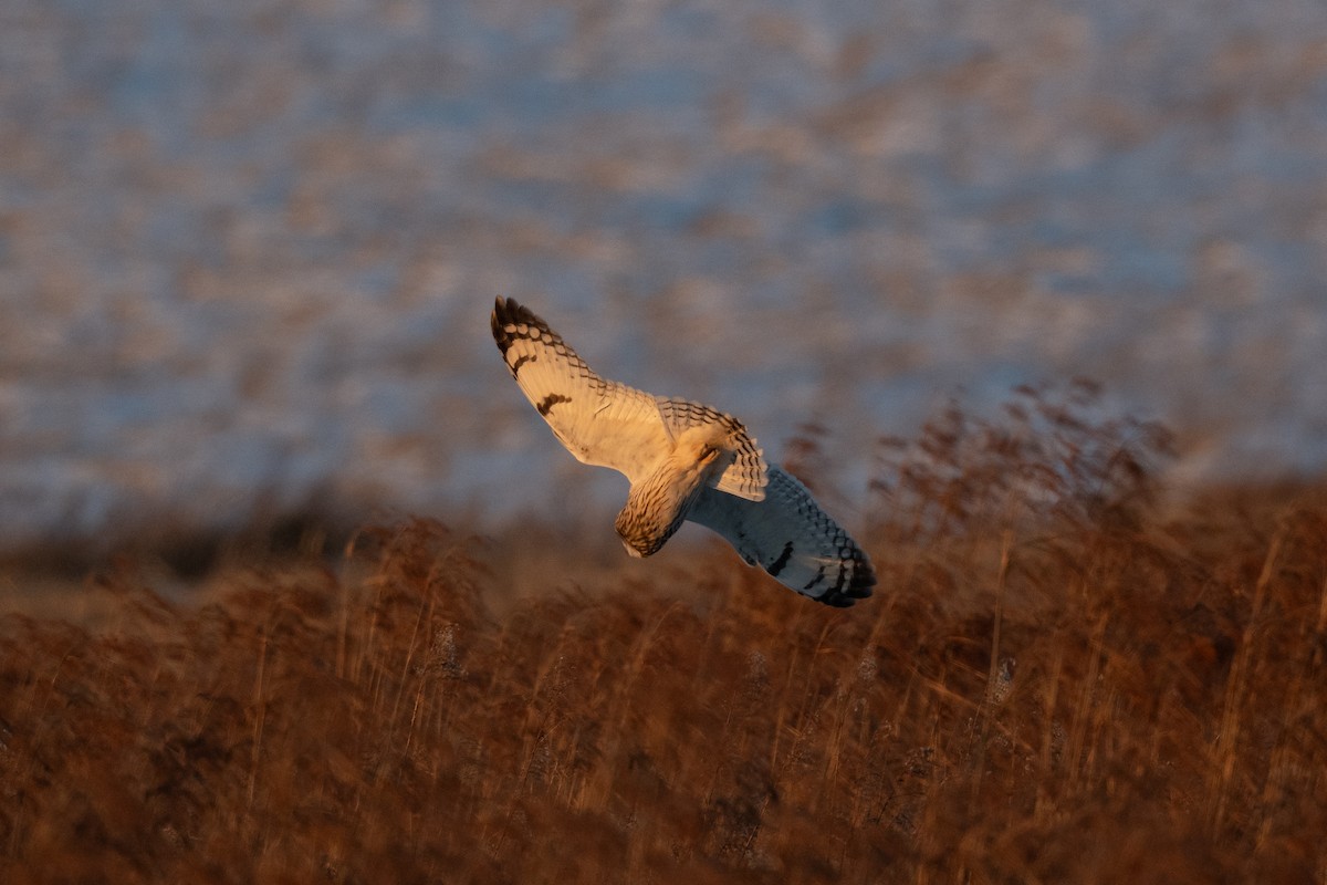 Short-eared Owl - Court Harding