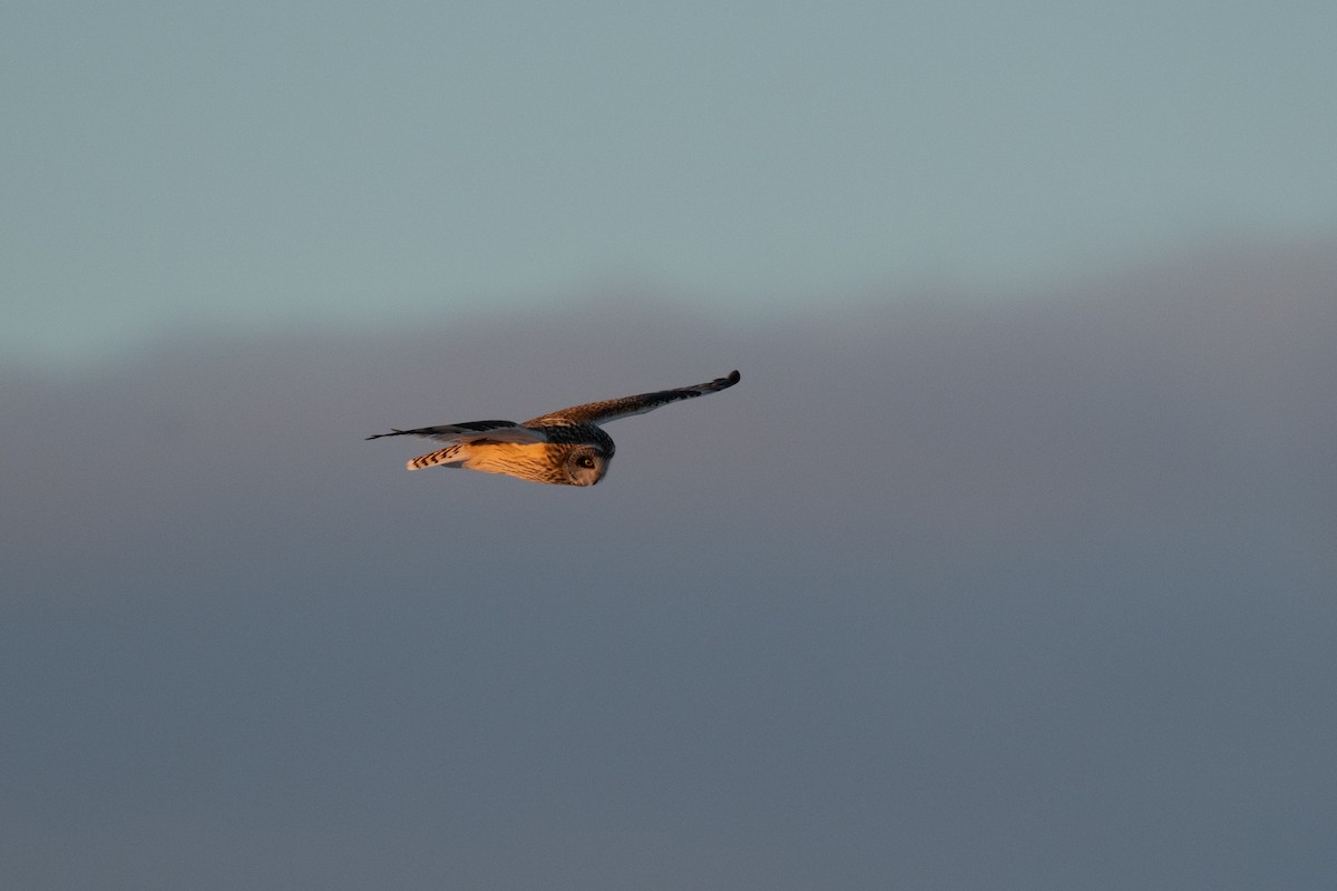 Short-eared Owl - ML613838491