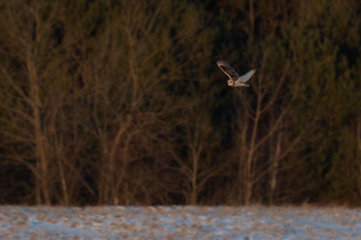 Short-eared Owl - ML613838495