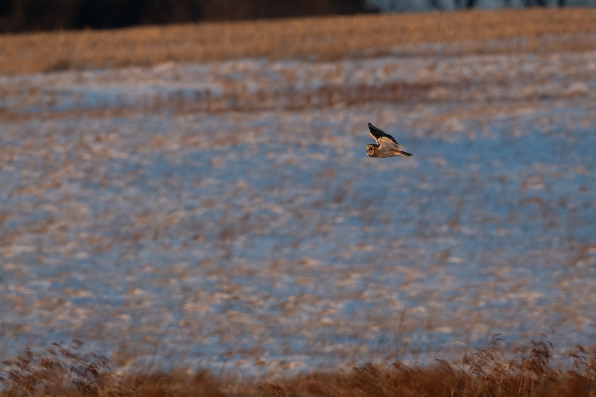 Short-eared Owl - ML613838496