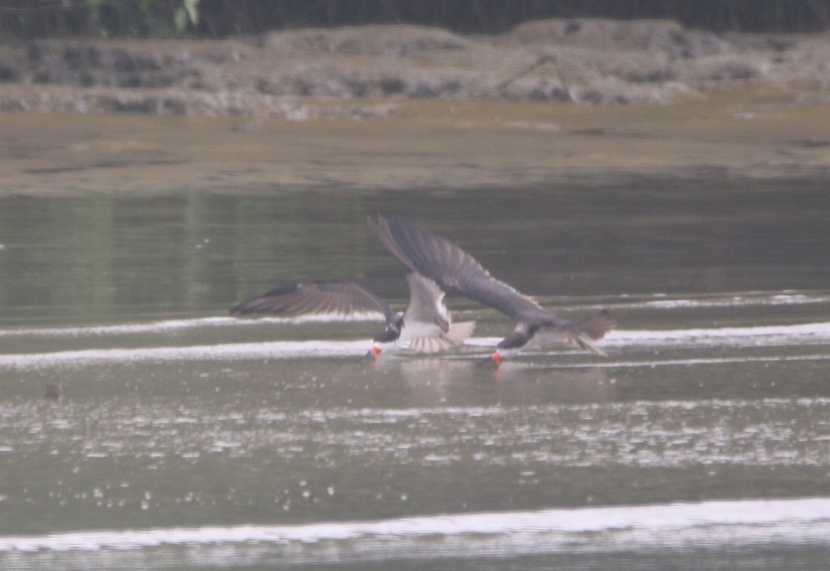 Black Skimmer - ML613838520