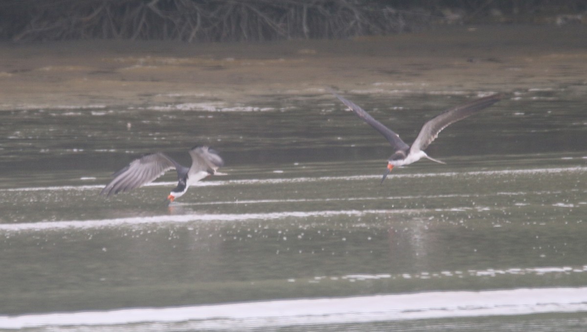 Black Skimmer - ML613838521