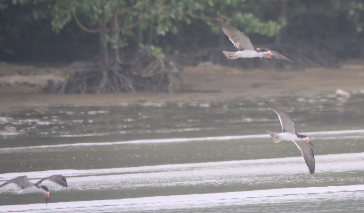 Black Skimmer - ML613838522