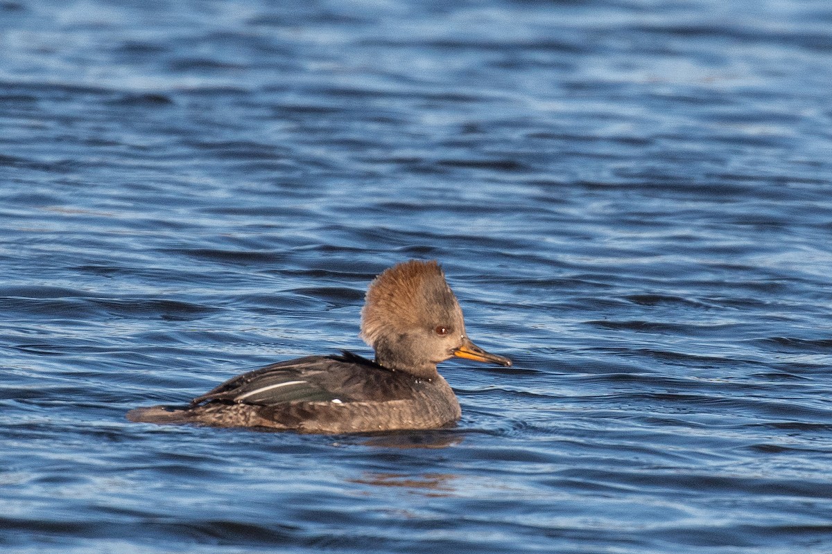 Hooded Merganser - ML613838596