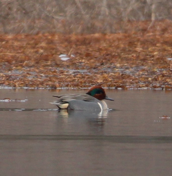 Green-winged Teal - ML613838623