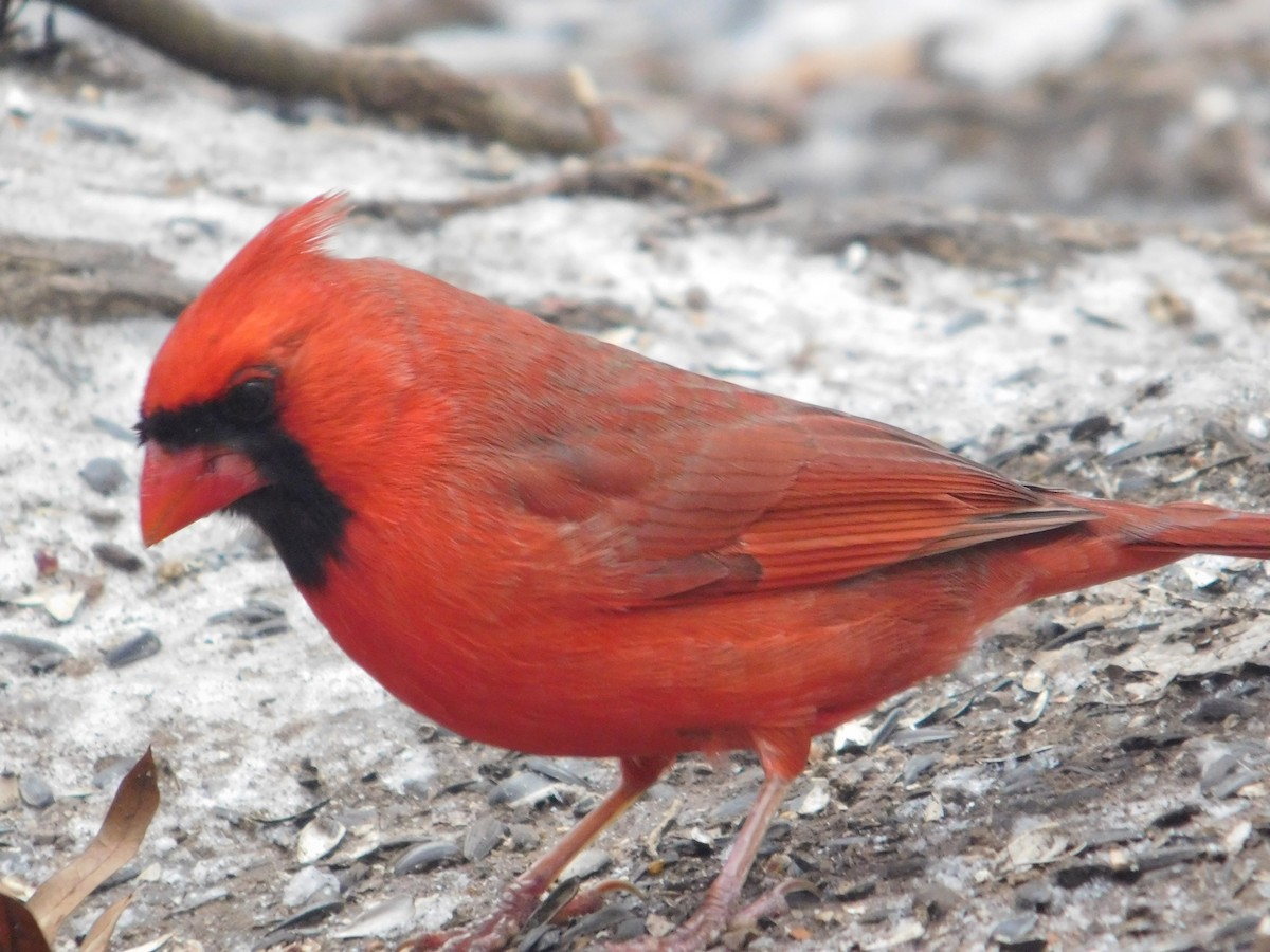 Northern Cardinal - ML613838661