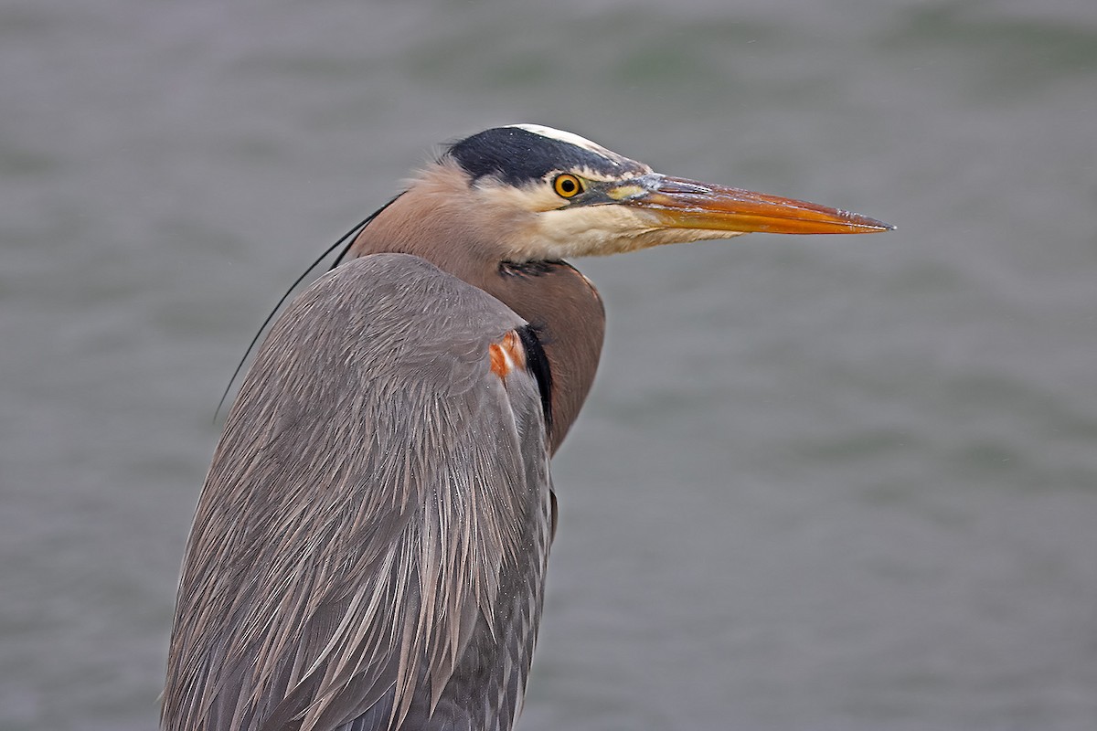 Great Blue Heron - ML613838673