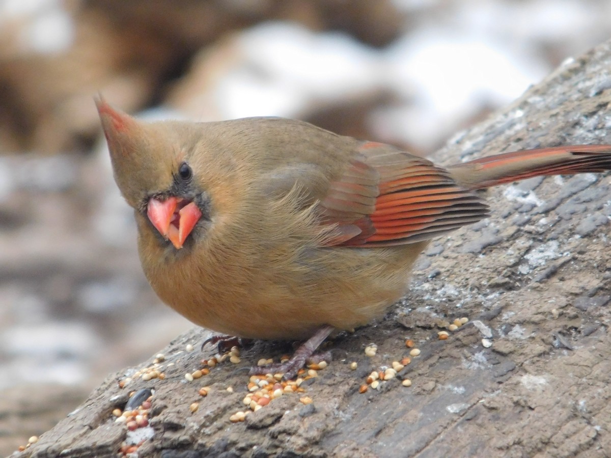 Cardenal Norteño - ML613838681