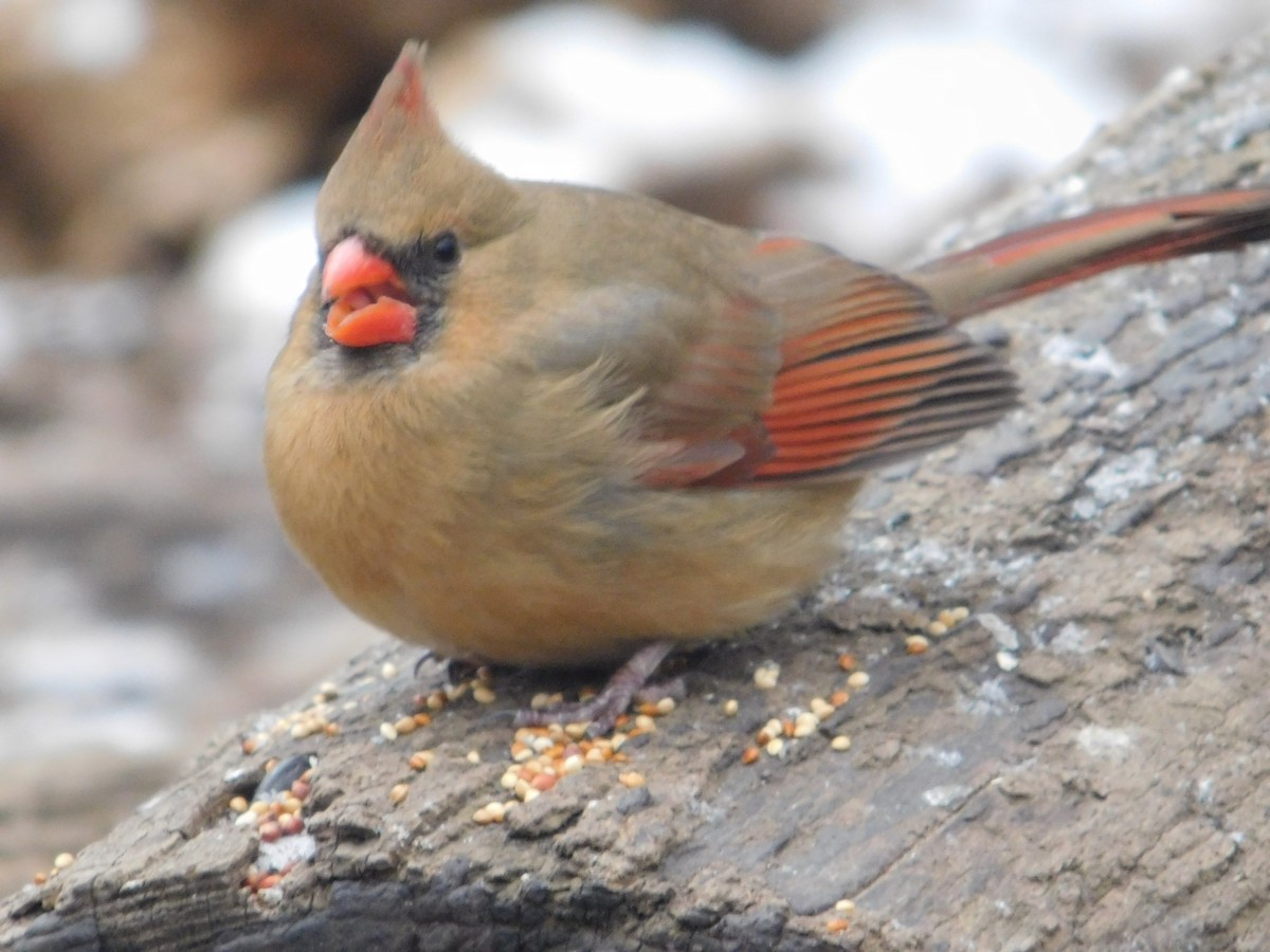 Northern Cardinal - ML613838683