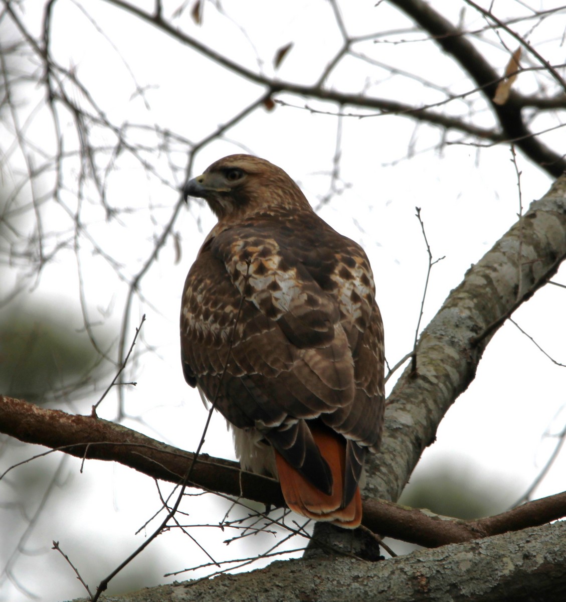 Red-tailed Hawk - ML613838702