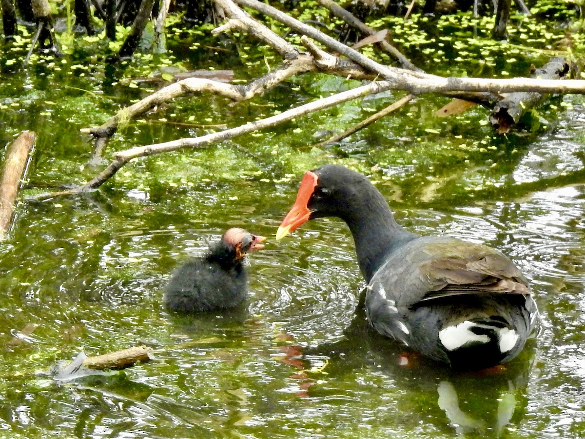 Common Gallinule (Hawaiian) - ML613838728