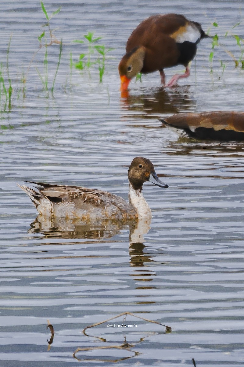 Northern Pintail - ML613838730