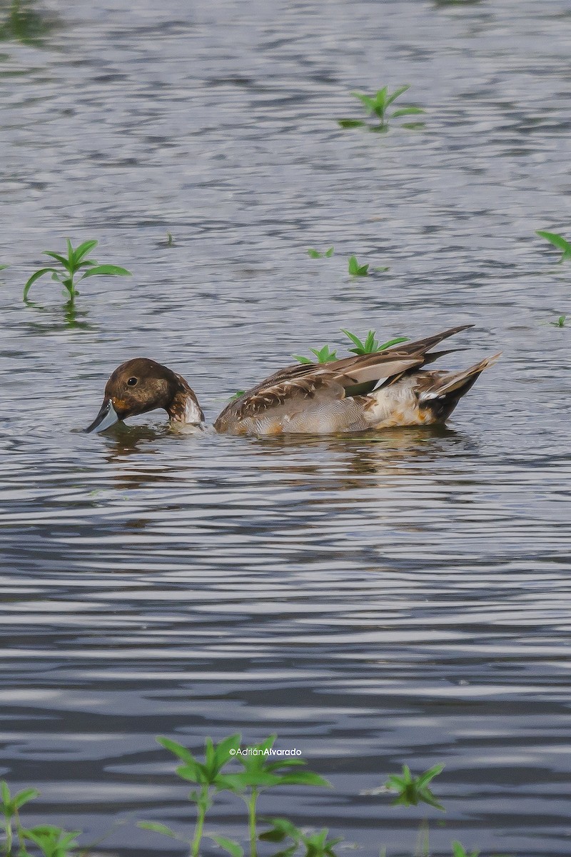 Northern Pintail - Adrián Alvarado