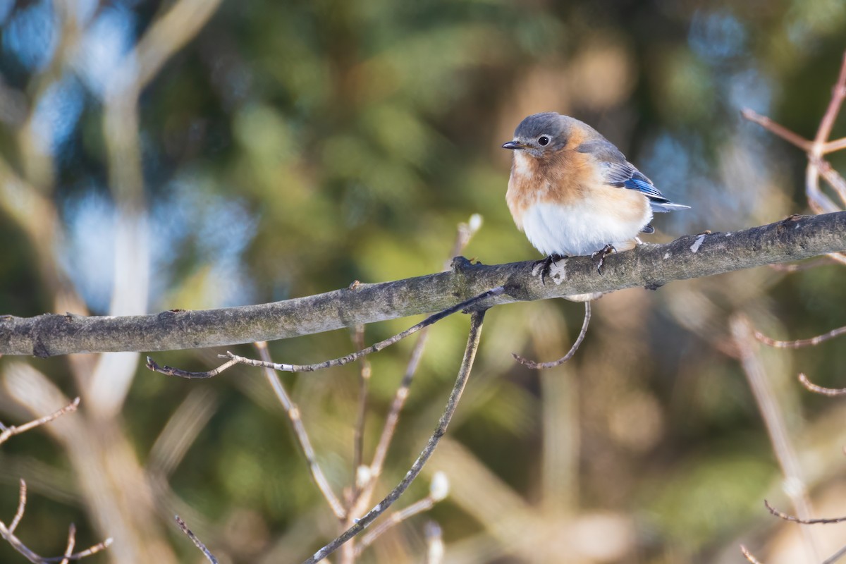 Eastern Bluebird - Harris Stein