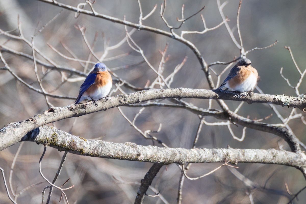 Eastern Bluebird - Harris Stein