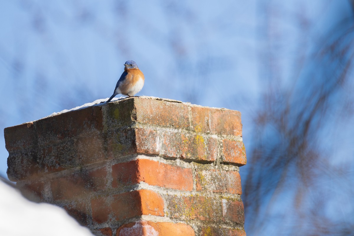 Eastern Bluebird - Harris Stein