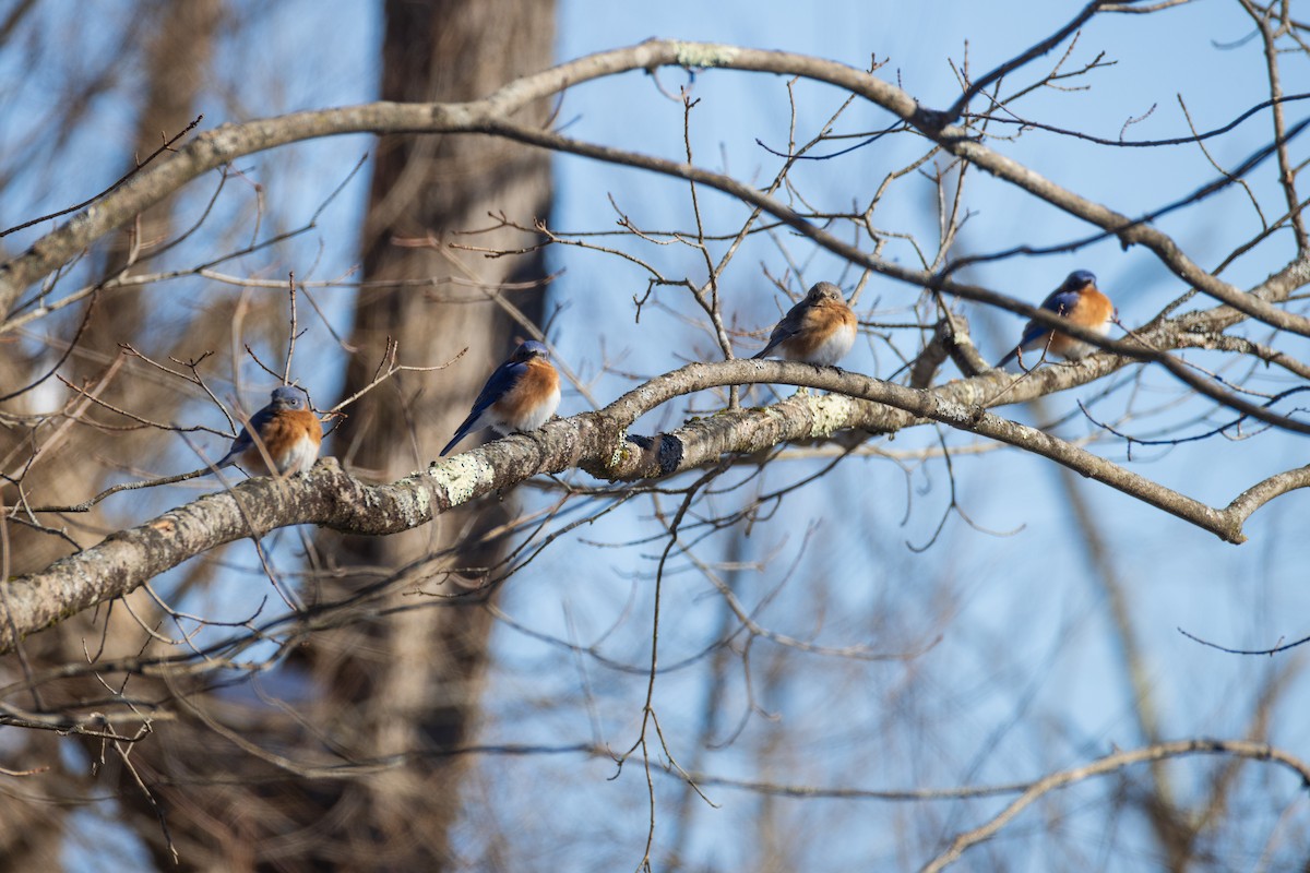 Eastern Bluebird - Harris Stein