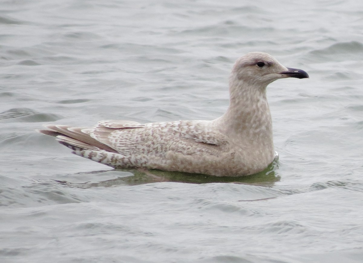 Iceland Gull (kumlieni/glaucoides) - ML613838863