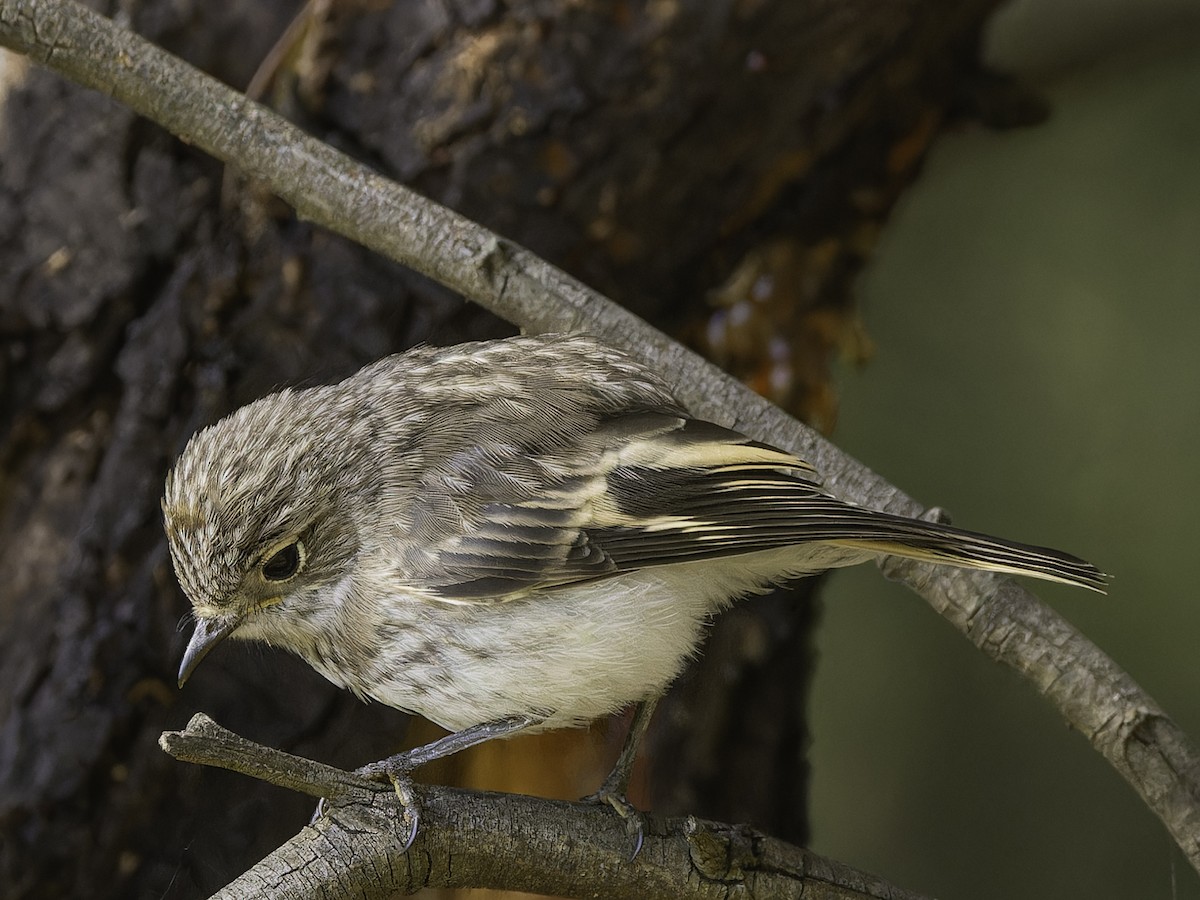 Red-capped Robin - ML613838901