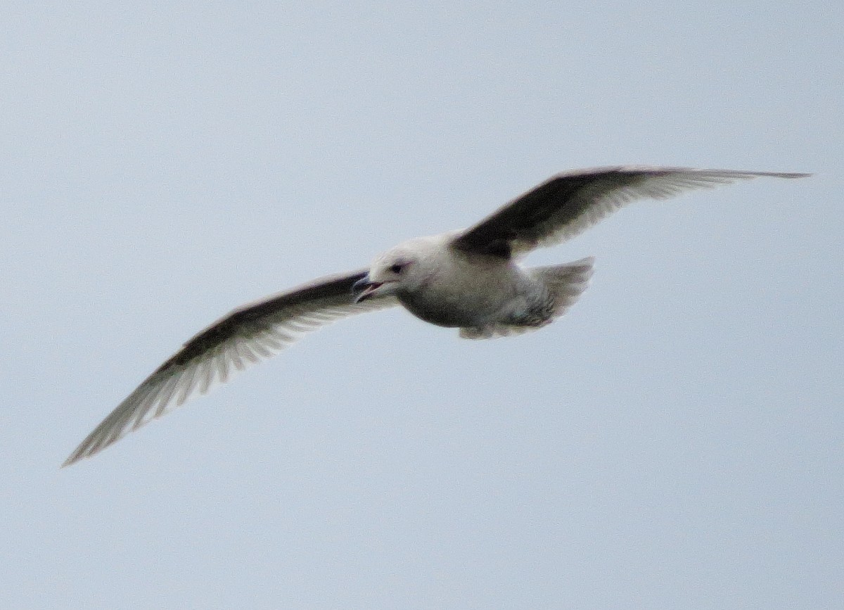 Iceland Gull (kumlieni/glaucoides) - ML613838915