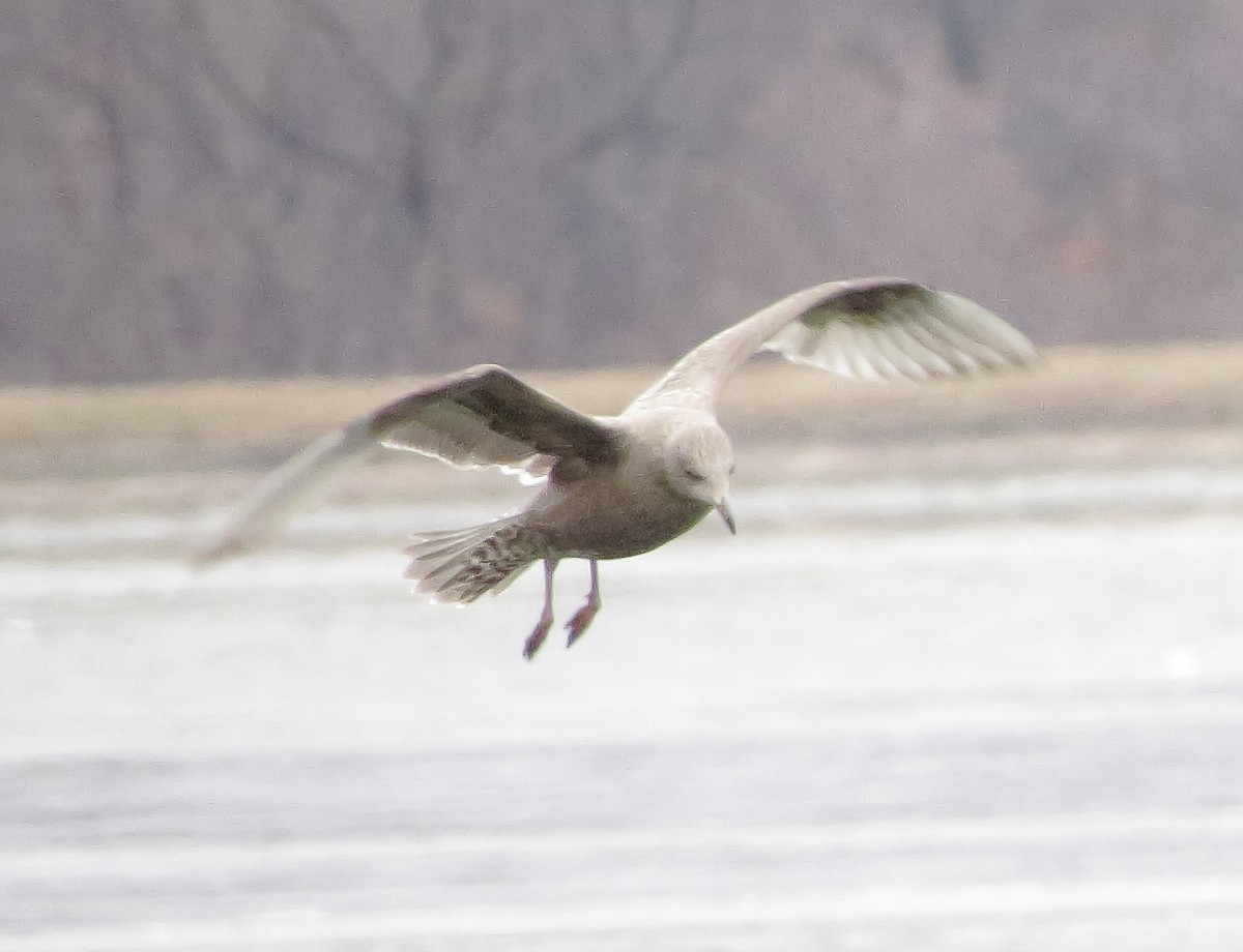 Iceland Gull (kumlieni/glaucoides) - ML613838939