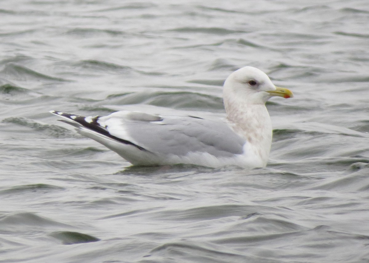 Gaviota Groenlandesa (thayeri) - ML613838967