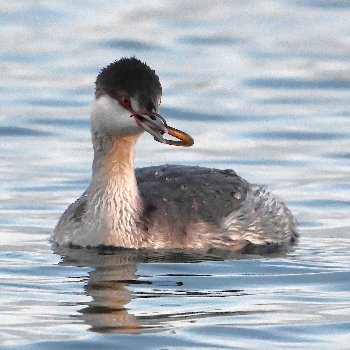 Horned Grebe - ML613838969