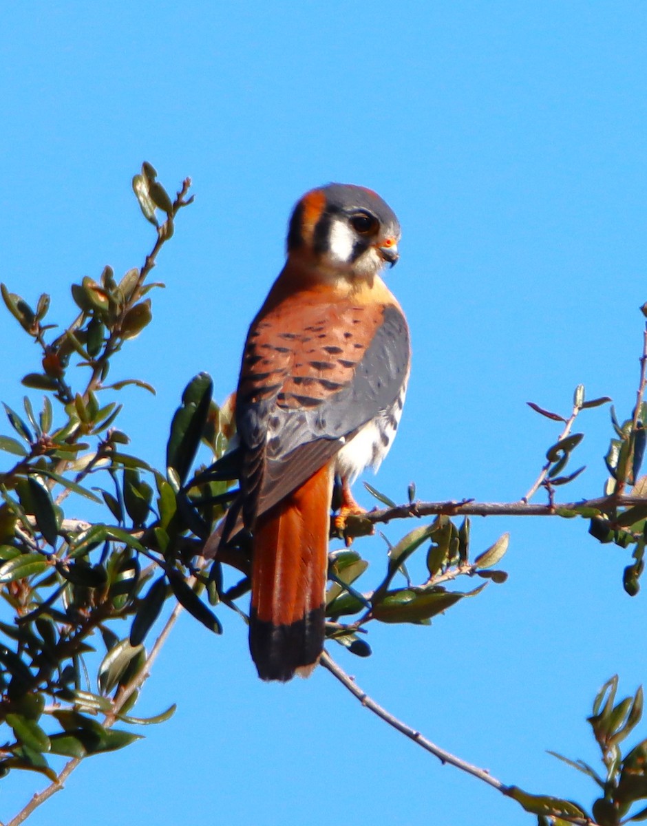 American Kestrel - ML613839011