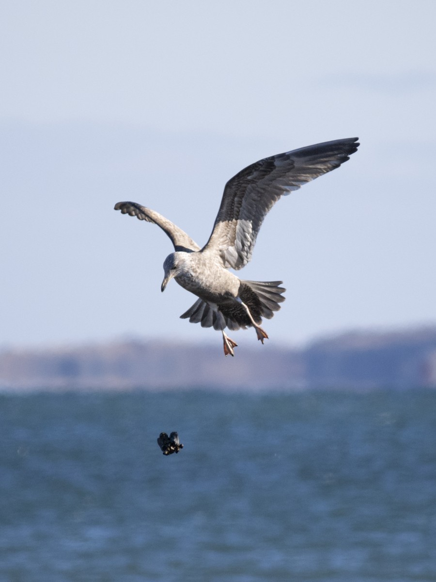 Herring Gull - ML613839019