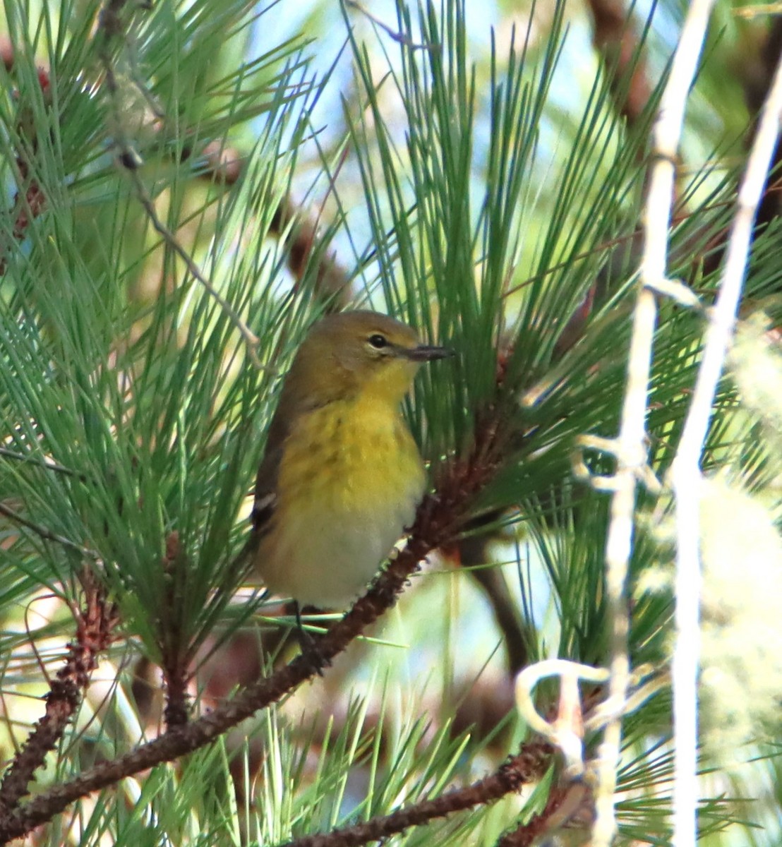 Pine Warbler - ML613839057