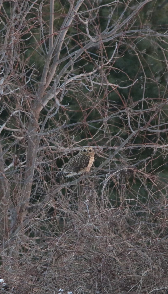 Short-eared Owl - Kristyn Ferguson