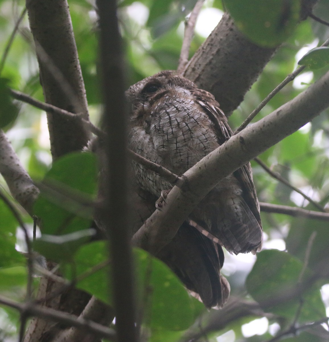 Tropical Screech-Owl - ML613839071