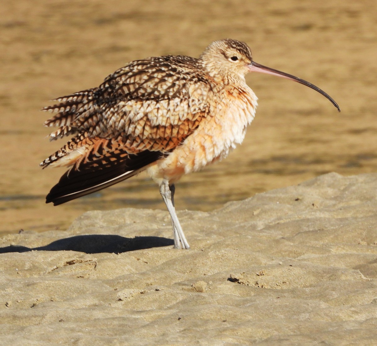 Long-billed Curlew - ML613839174