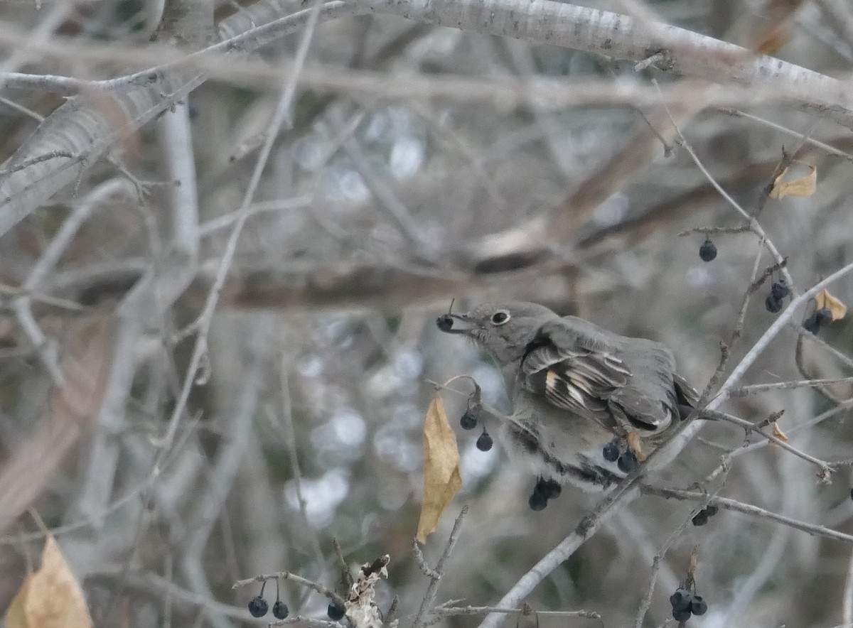 Townsend's Solitaire - ML613839355