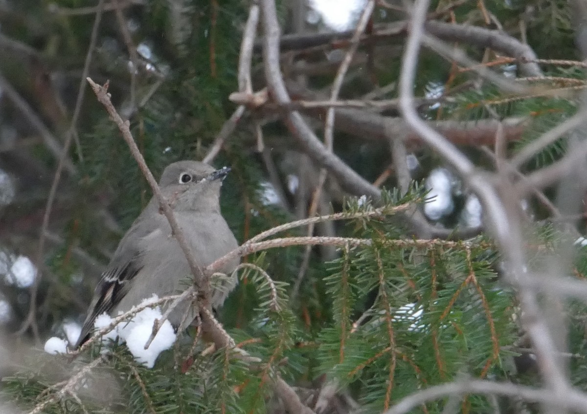 Townsend's Solitaire - ML613839373