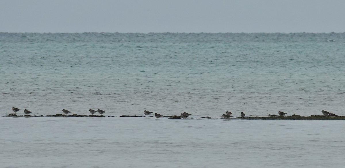 Black-bellied Plover - ML613839375