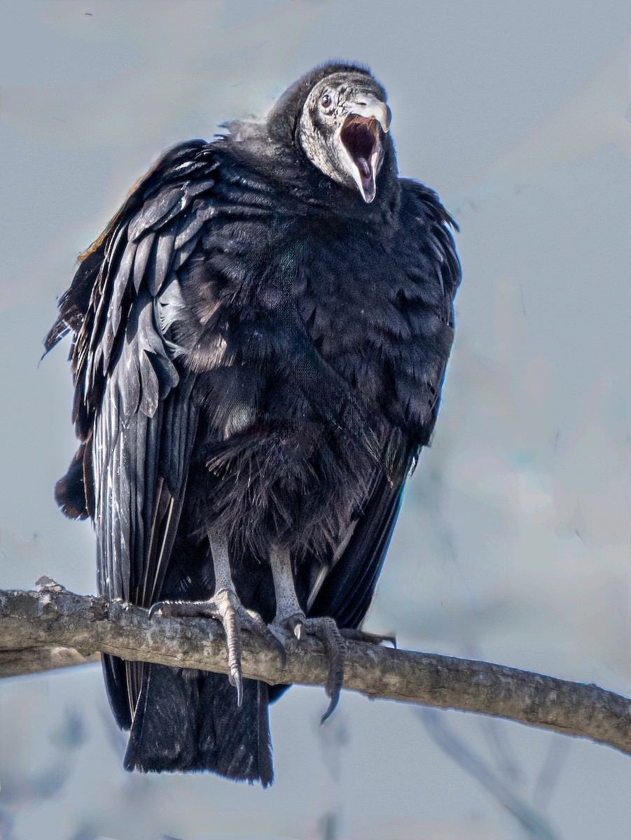 Black Vulture - ML613839495