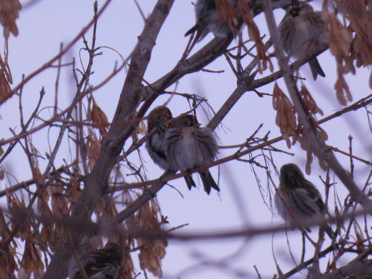 Common Redpoll (flammea) - ML613839496