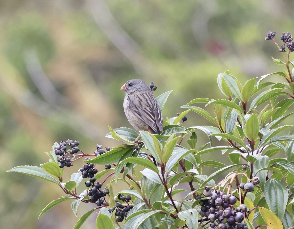 Plain-colored Seedeater - Paul Clarke