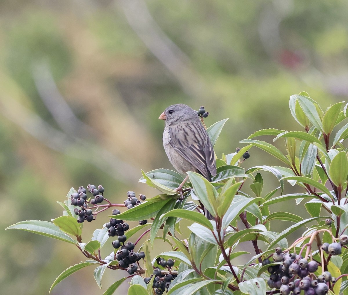 Plain-colored Seedeater - Paul Clarke