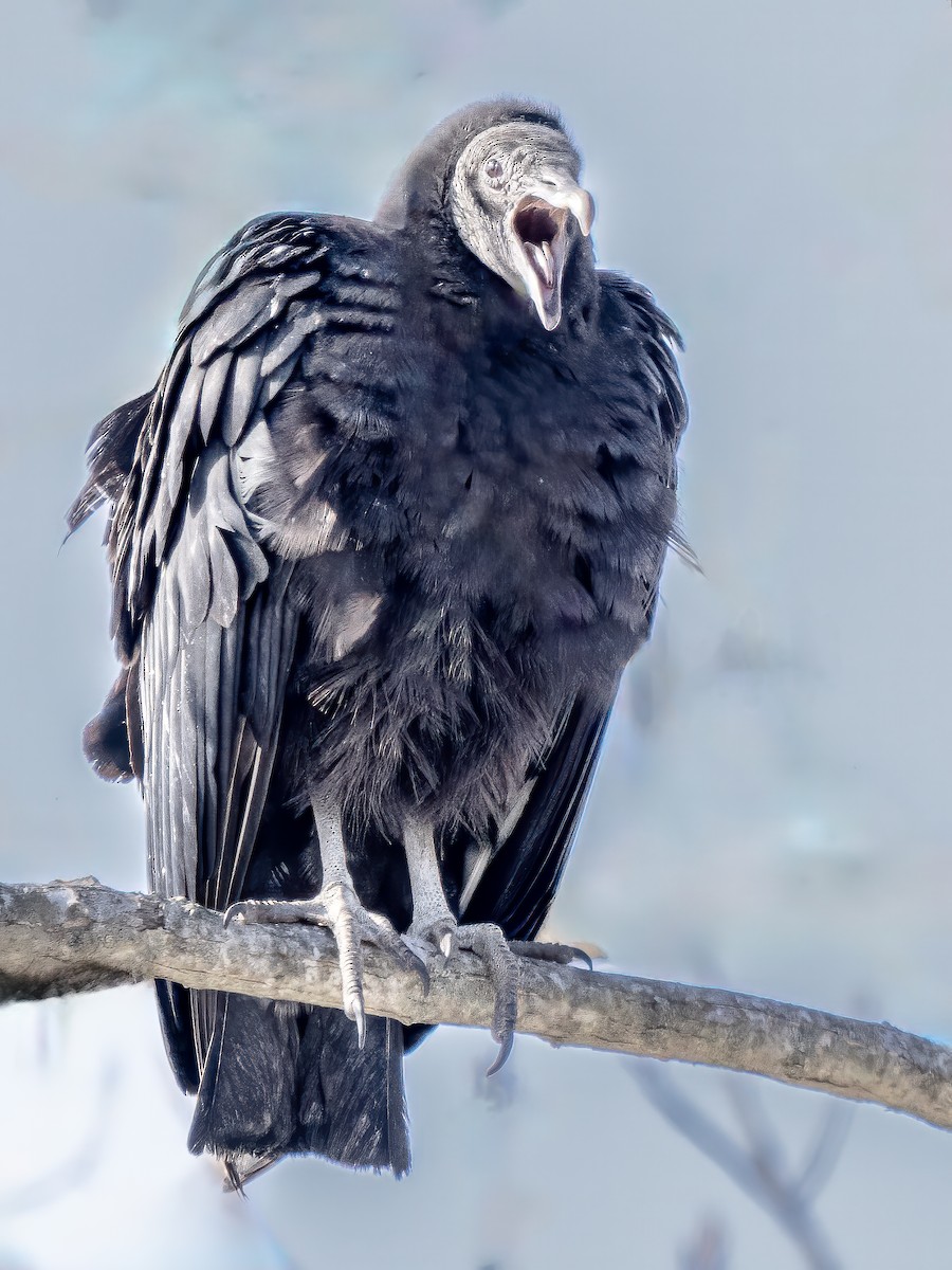 Black Vulture - ML613839502