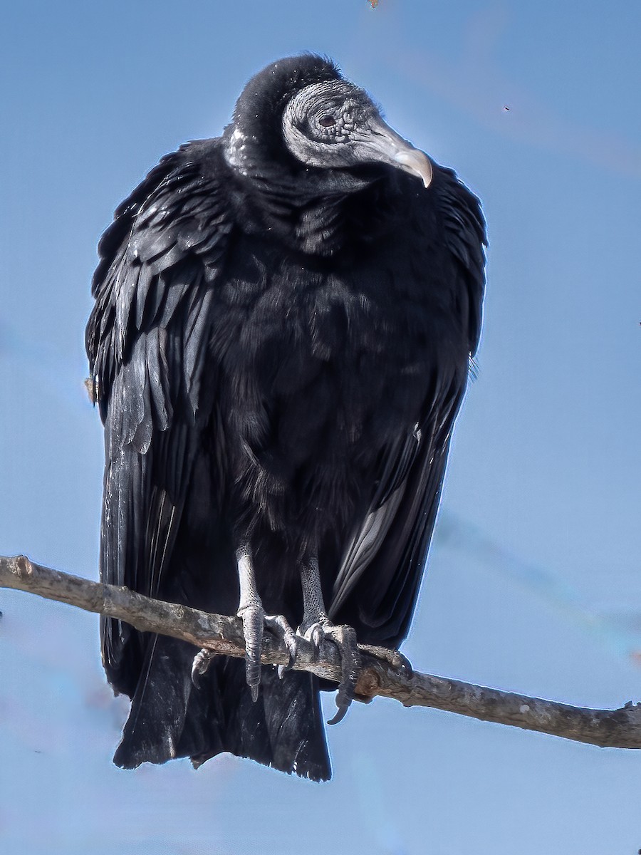 Black Vulture - ML613839506